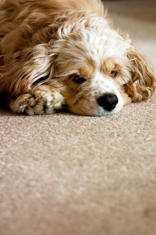 Stop puppy chewing outlet carpet