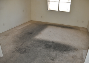 A completely ruin carpet that is beyond cleaning