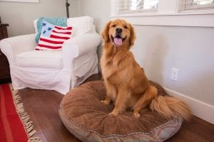 Image of Dog on his Bed in a post about Professional Deep Carpet Cleaning reduce pet dander allergens