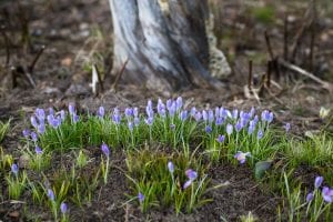 image of fresh wild flowers that depict professionally cleaned carpets will reduce or eliminate carpet odors