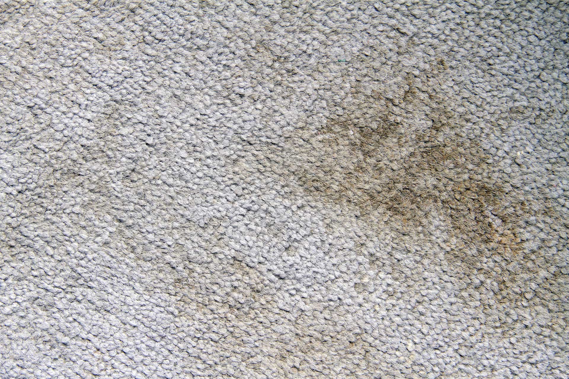 image of cleaning mildew from carpets with carpet keepers