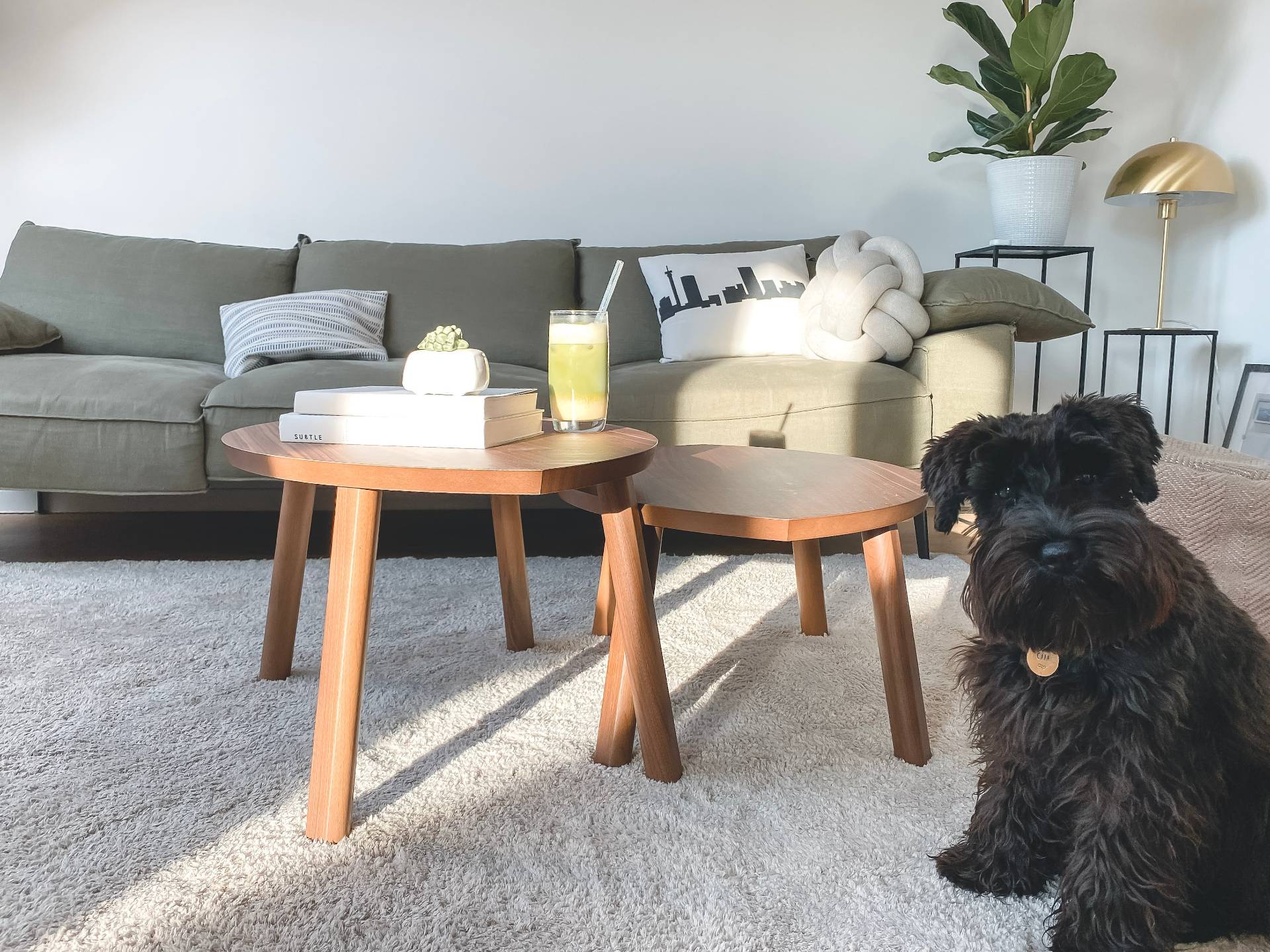 Image of dog in living room